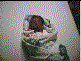 carrie_1_2_s.gif (3195 bytes)
