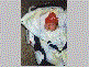 carrie_3_4_s.gif (3349 bytes)